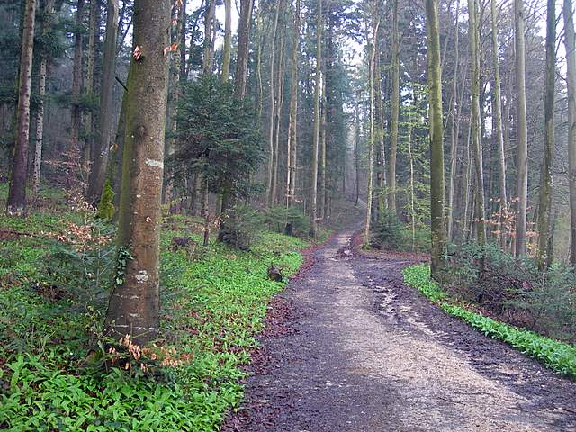 Alla ricerca della spugnola acuminata